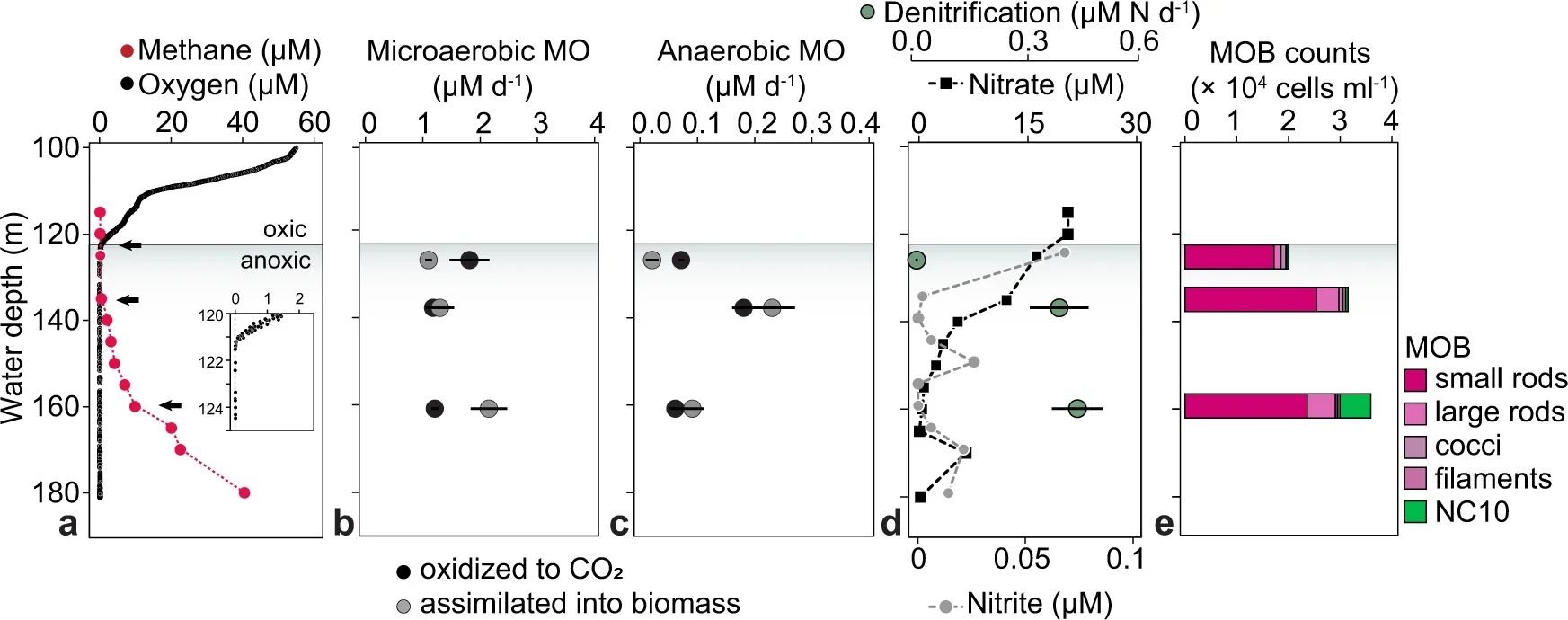 Lake Zug water column profiles of dissolved gasses, inorganic nutrients, methane oxidation rates, denitrification rates, and cell counts of methane-oxidizing bacteria (MOB).