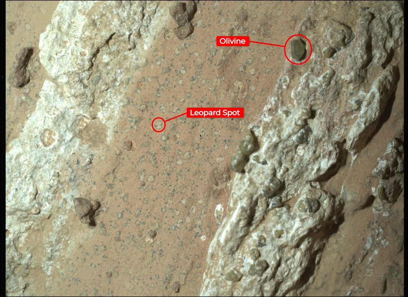 An annotated version of the image of “Cheyava Falls” indicates the markings akin to leopard spots, which have particularly captivated scientists, and the olivine in the rock. The image was captured by the WATSON instrument on NASA’s Perseverance Mars.