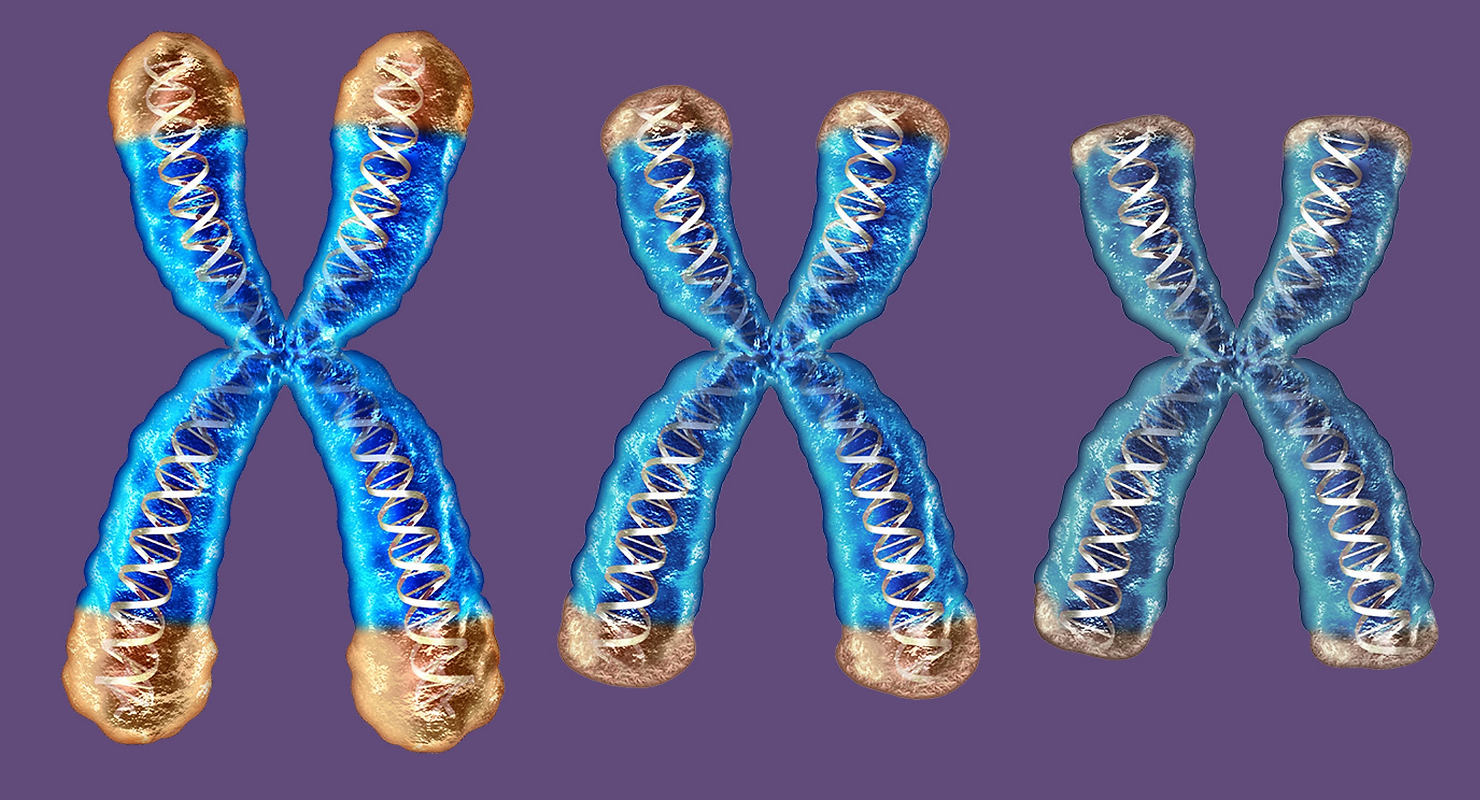 By pharmacologically restoring youthful TERT levels, we reprogrammed expression of those genes, resulting in improved cognition and muscle performance while eliminating hallmarks linked to many age-related diseases. 
