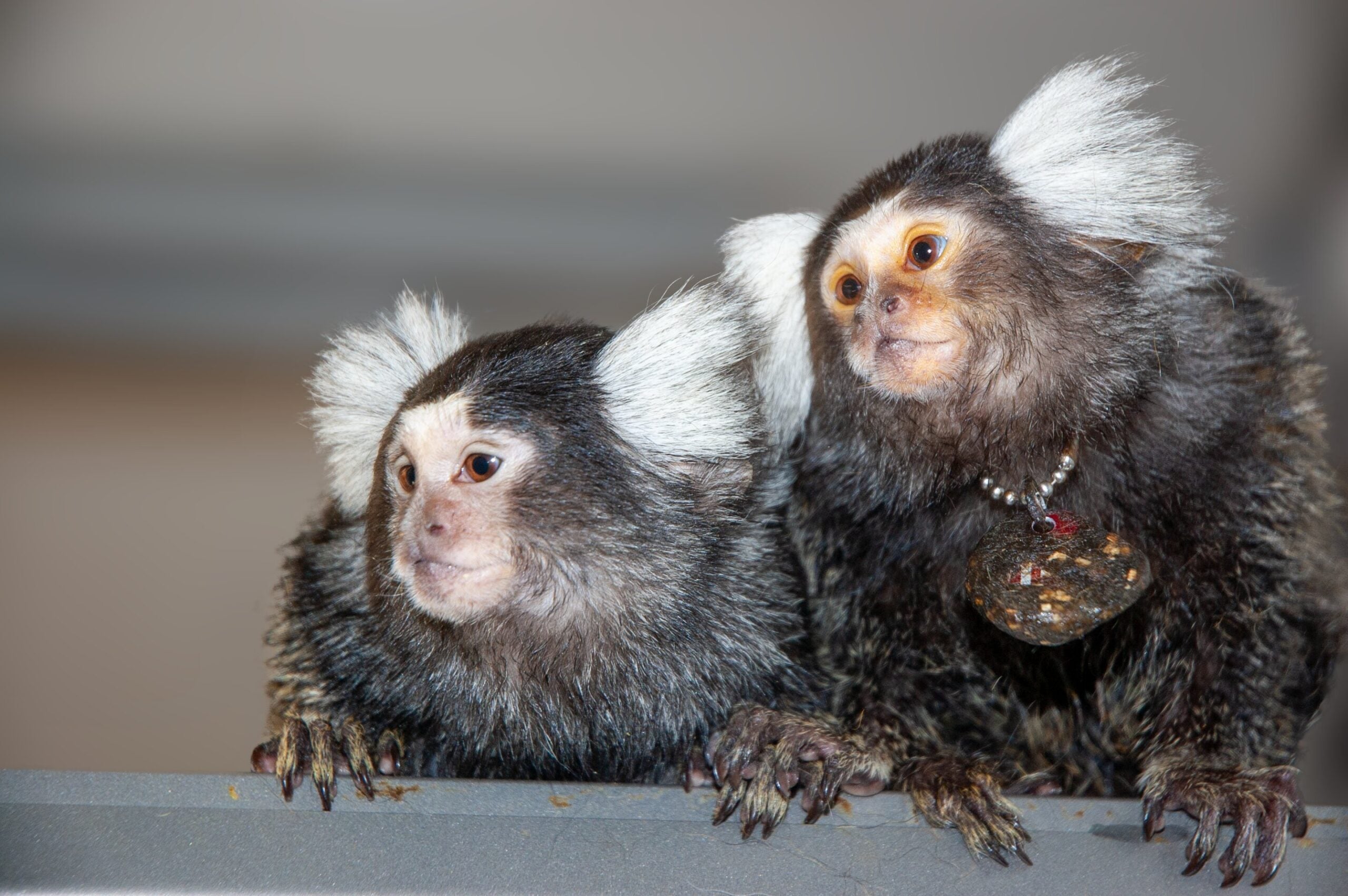 Mother and daughter - Bhumi and Belle.
