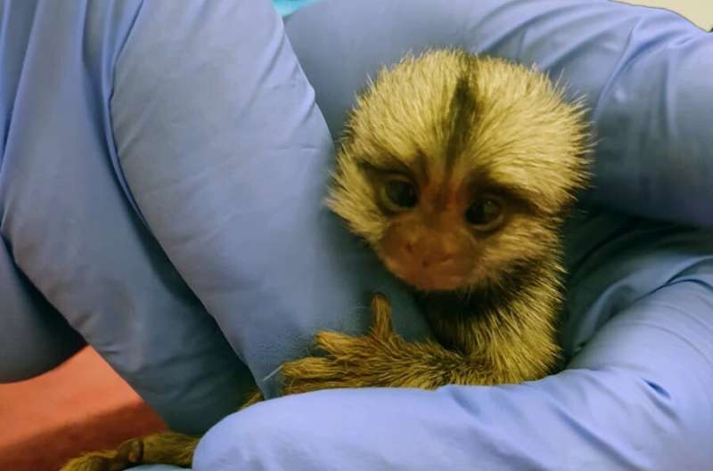 Bareket - Baby Marmoset Monkey.