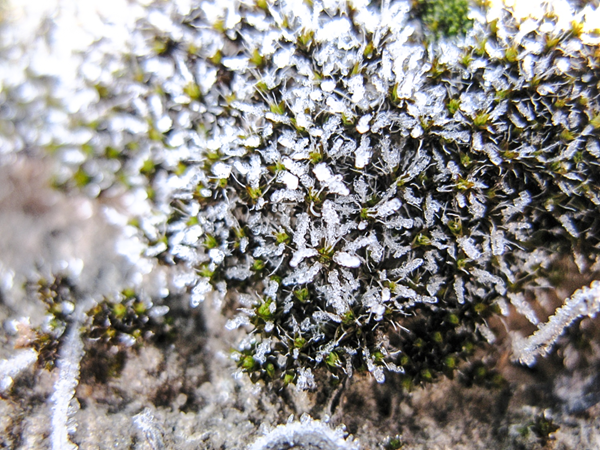 Syntrichia caninervis, also known as steppe screw moss, is a globally distributed moss species that flourishes in harsh deserts.