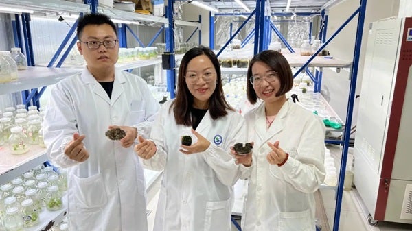 Researchers at XIEG hold steppe screw moss on the hand. 