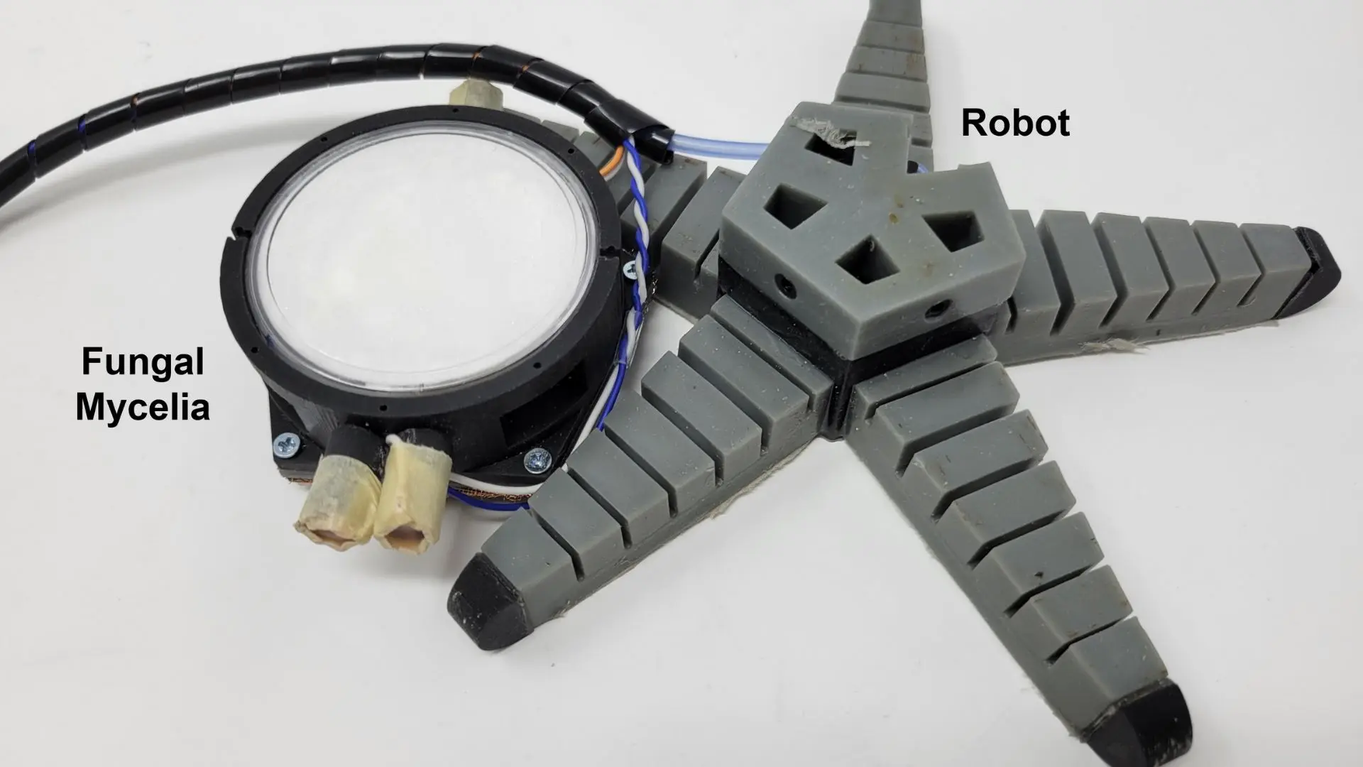 The team built two biohybrid robots to demonstrate this technology: one, a soft robot shaped like a spider, and the other, a wheeled bot.