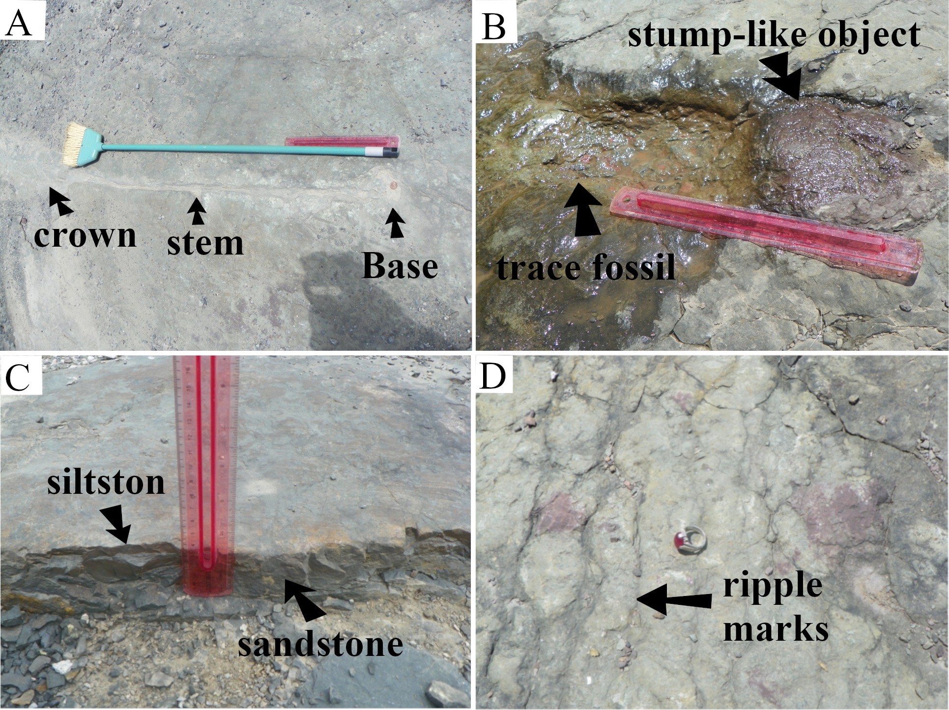 (A) A washed-in young Eospermatopteris tree. (B) The displaced stump-like object in the form of an oxidized cast and its trace-mark in the form of a mold. (C) Organic-rich, fossiliferous sandstone underlying the siltstone. (D) Small scale ripple marks. Note that the direction of the displacement of the object is southward, and the Eospermatopteris tree northward