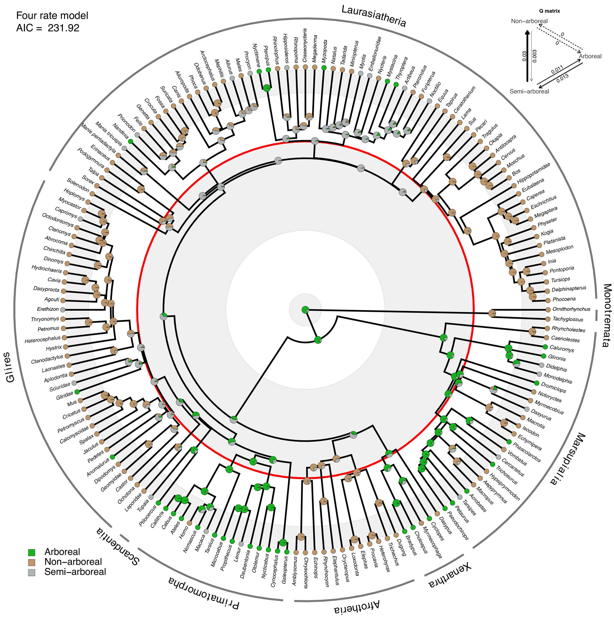 Bayesian ancestral state reconstruction of substrate preference in mammals using the Meredith et al. (2011) consensus tree. Pie charts indicate posterior probabilities of character states from SIMMAP under the four-rate model.