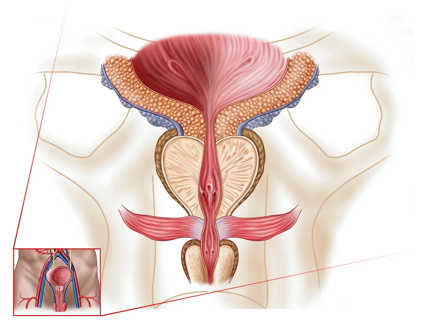 The prostate gland is located just below the bladder in men and surrounds the top portion of the tube that drains urine from the bladder (urethra). 
