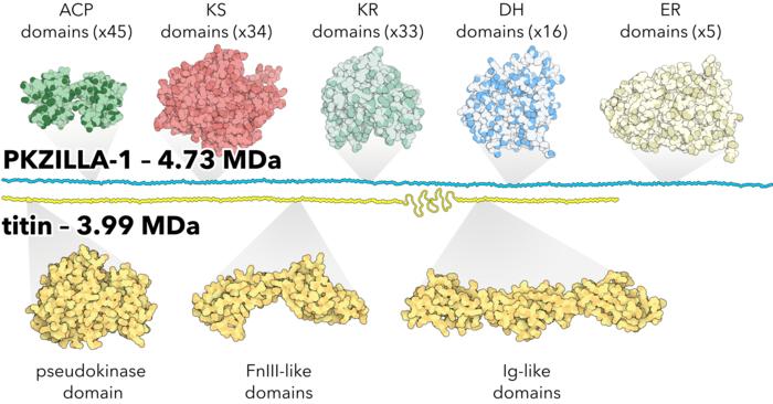 Figure courtesy of Tim Fallon, PhD. Stylistic size comparison of PKZILLA-1 and human titin, not to scale, wherein PKZILLA-1 is shown as roughly 25% larger than titin. Abbreviations: megadalton (MDa), acyl carrier protein (ACP), ketosynthase (KS), ketoreductase (KR), dehydratase (DH), enoylreductase (ER), fibronectin (Fn), immunoglobulin (Ig). Titin figure adapted from https://pdb101.rcsb.org/motm/185 under Creative Commons license, attribution: David S. Goodsell, RCSB Protein Data Bank (PDB). ACP structure modeled from bacterial ACP (PDB id: 2FAE). KS, KR, DH, ER, modeled from mammalian fatty acid synthase (PDB id: 2VZ8). 