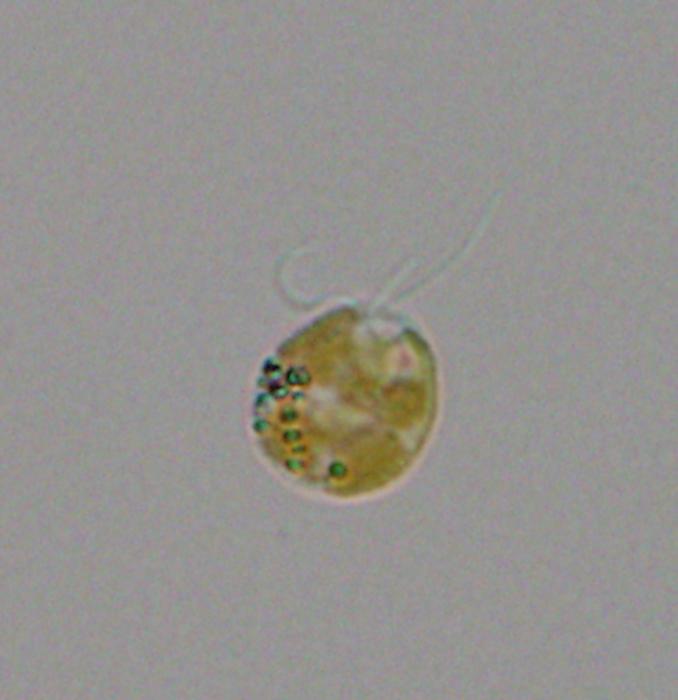 Prymnesium parvum cell