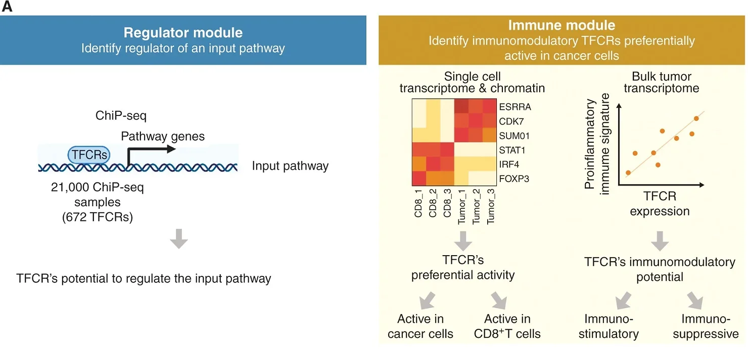 Overall schematic of regulation and immune modules of BipotentR. The regulator module identifies regulators of an input pathway using ChIP-seq data. 