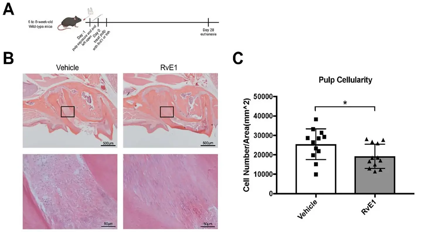 In cultivated stem cells of dental mouse (MDPSCS), RVE1 facilitated the proliferation of Axin2-tdtomato+ cells and toothpaste differentiation and also rescued reduced functions after lipopolysaccharide stimulation