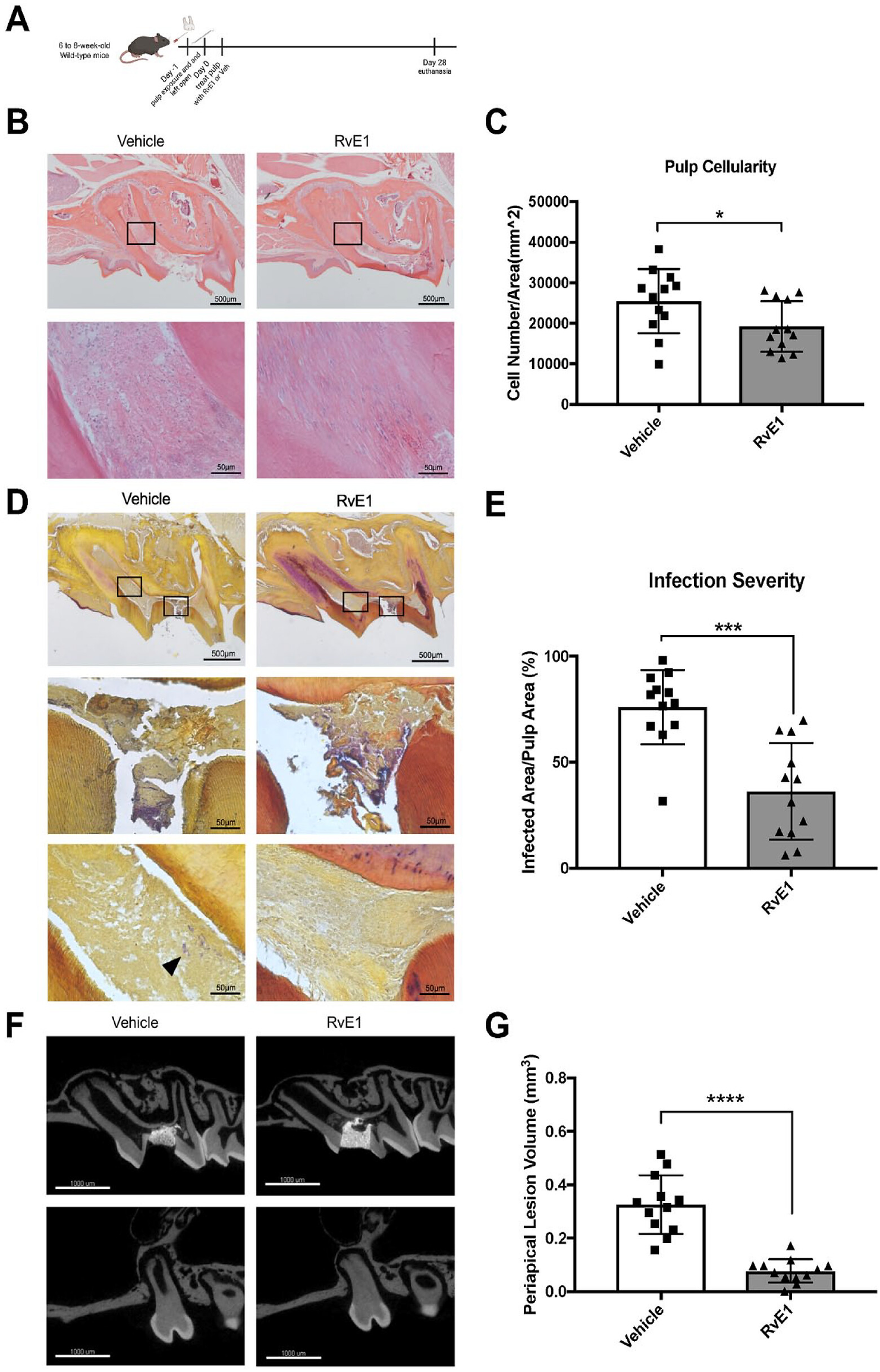 In cultured mouse dental pulp stem cells (mDPSCs), RvE1 facilitated Axin2-tdTomato+ cell proliferation and odontoblastic differentiation and also rescued impaired functions after lipopolysaccharide stimulation