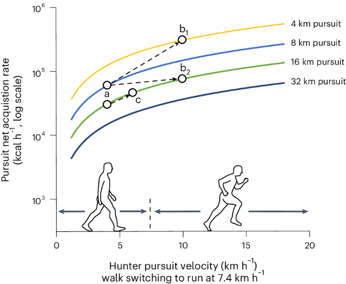 Modelled pursuit net acquisition rate for Oryx gazella as a function of hunter velocity and gait for 4–32 km pursuit distances.