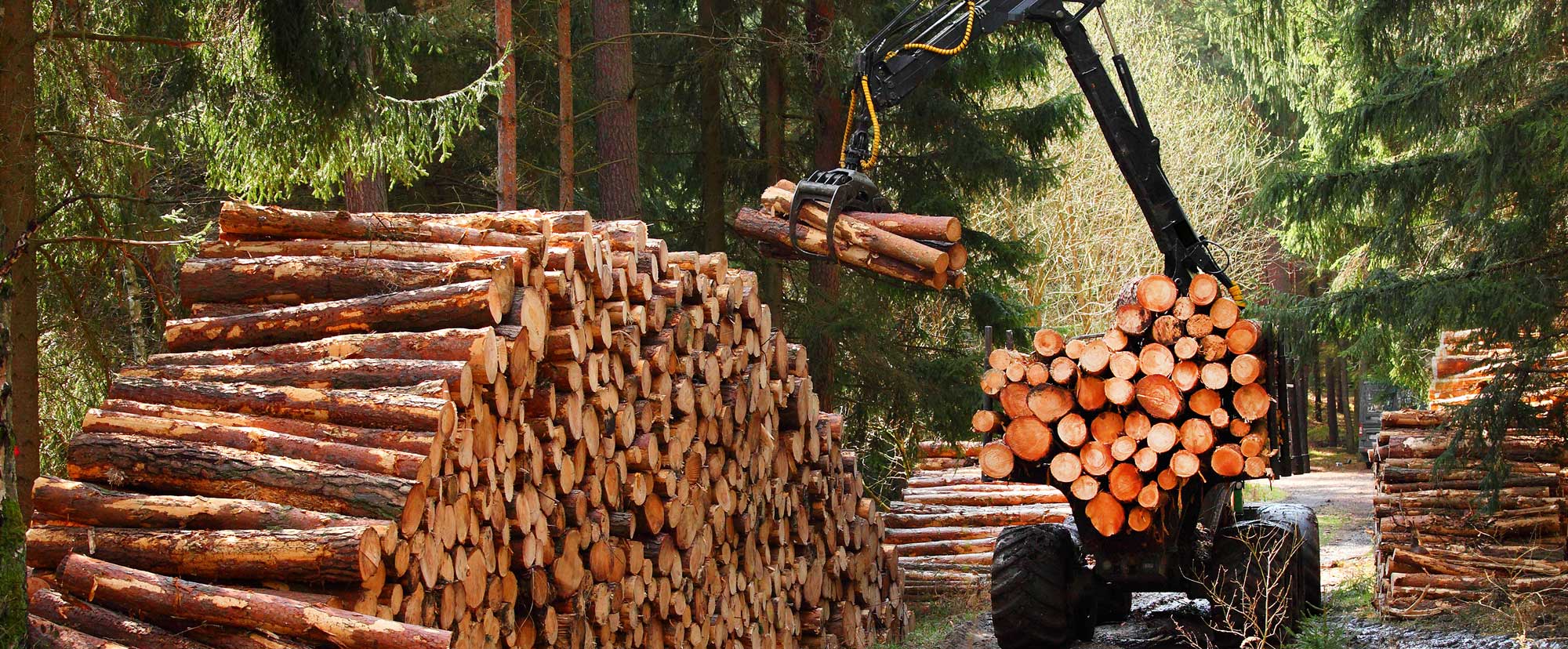 Regions may face the brunt of the environmental damage as timber logging intensifies.