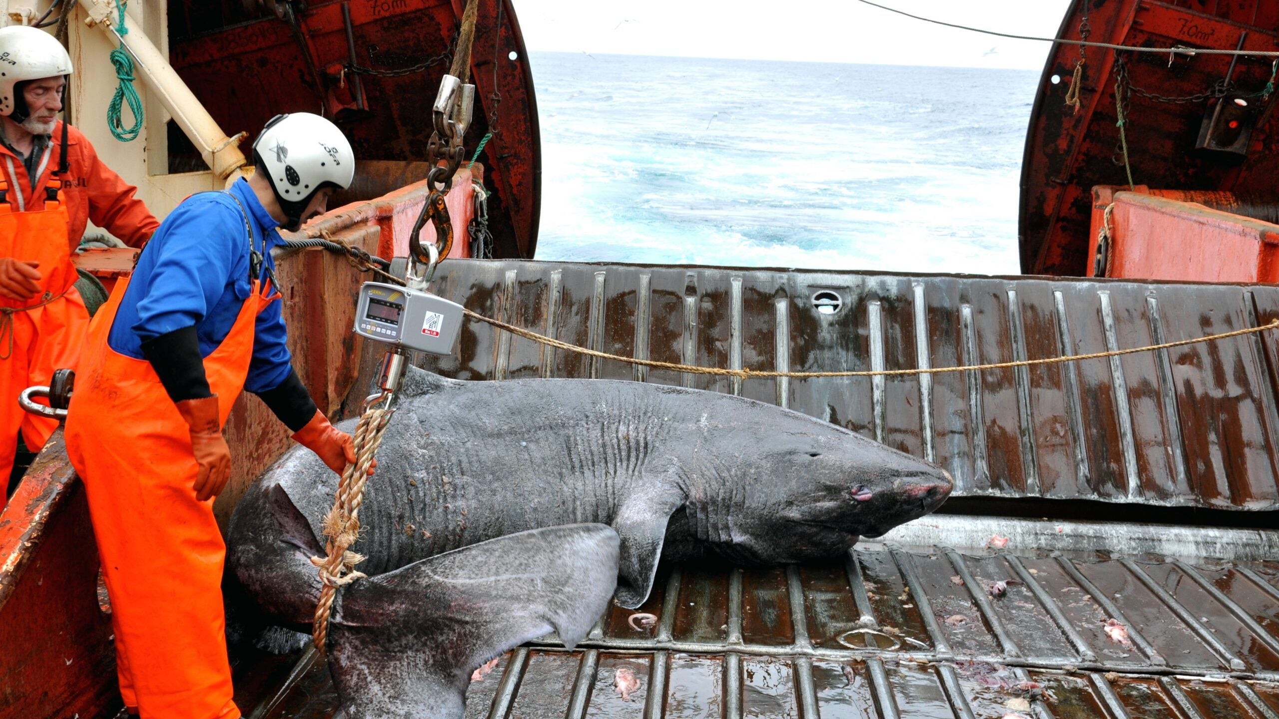Overfishing and climate change are the main driving factors of Greenland shark diminishing numbers