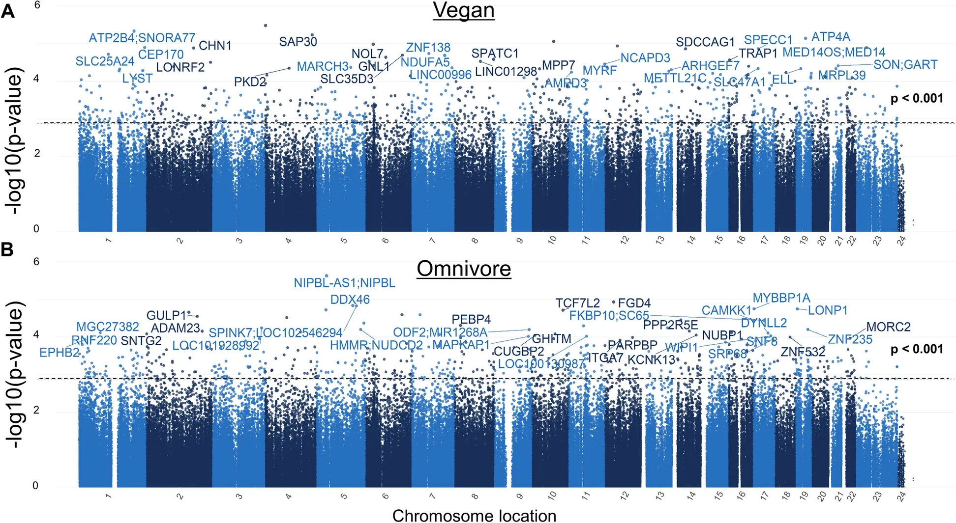 Manhattan plots for the vegan and the omnivore epigenome-wide association studies. The Manhattan plot illustrates genes associated with CpG sites identified in the A vegan and B omnivore comparison, with each dot representing a CpG site and its vertical position corresponding to the negative logarithm (base 10) of the unadjusted p-value for DNA methylation association (significance set at p = 0.001).