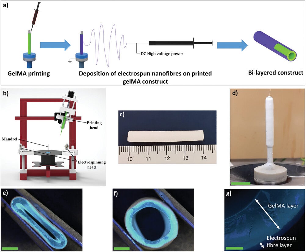 Overview of the fabrication of fiber-reinforced gelMA graft
