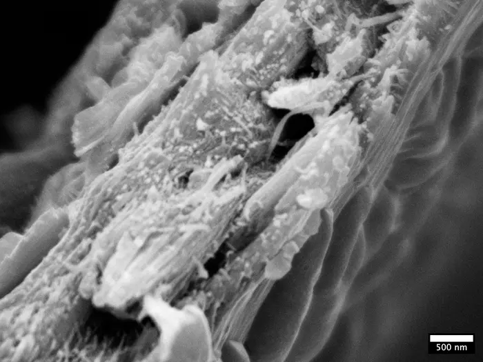 Liriodendron tulipifera wood ultrastructure observed under a cryo-SEM reveals enlarge macrofibril structures.

