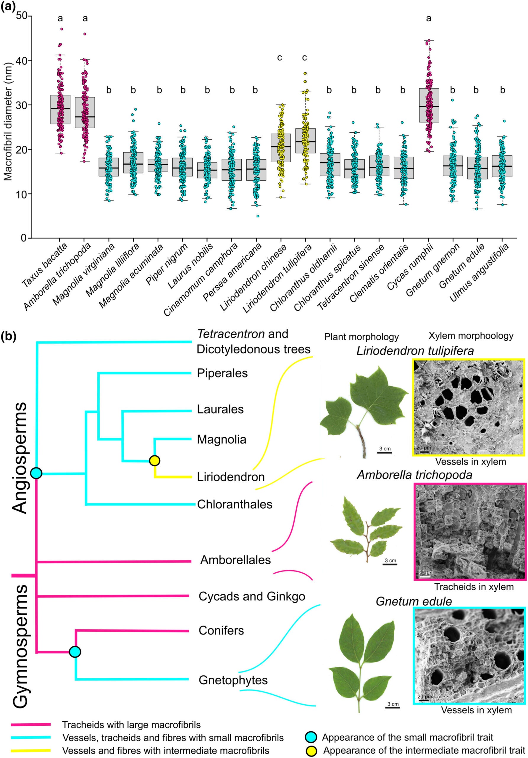 Evolution of macrofibril size in seed plants.