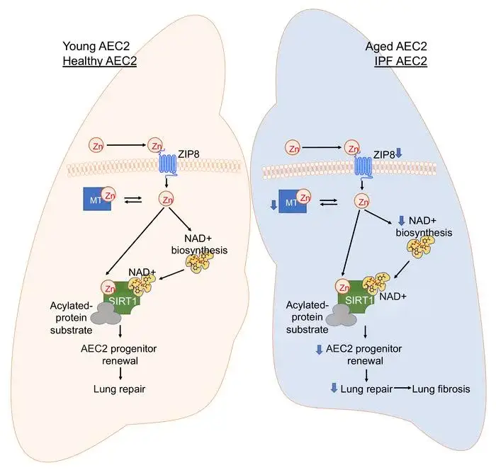 Graphical abstract on how zinc works in the lungs. In young and healthy AEC2s, sufficient ZIP8 ensures adequate levels of intracellular zinc, SIRT1 activity, and AEC2 renewal capacity.