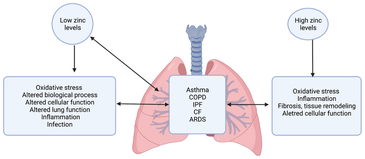 Role of zinc dysregulation in lung disease.
