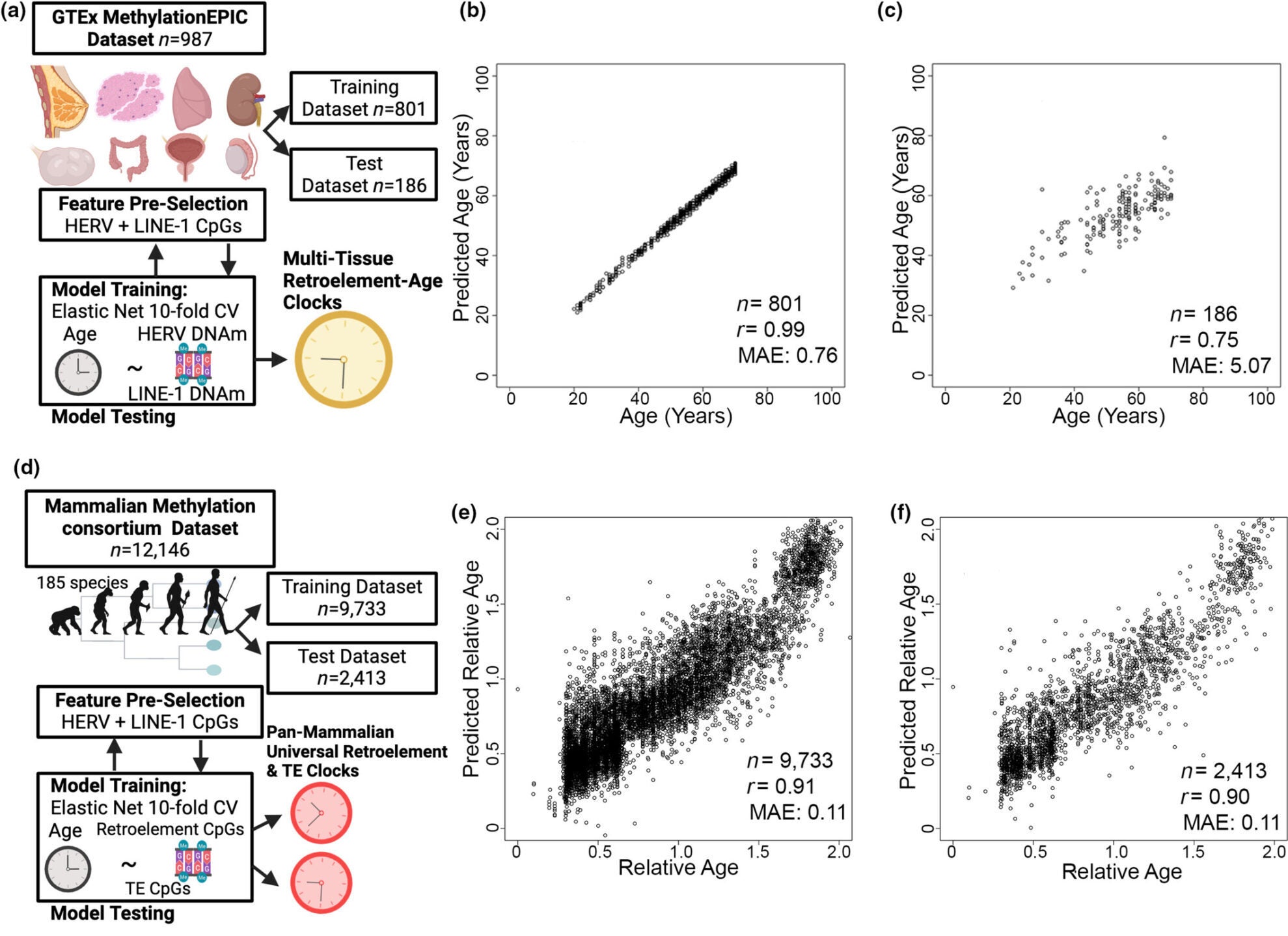 Construction of Multi-Tissue and Pan-Mammalian Retroelement-based Epigenetic Clocks.