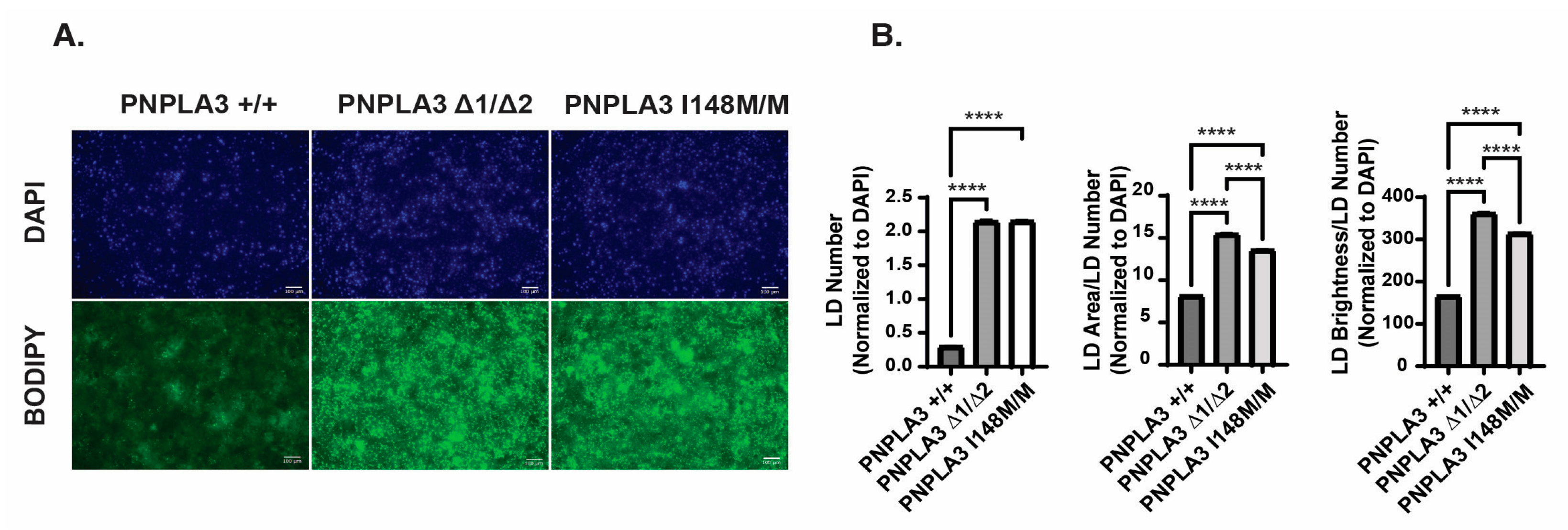 Lipid levels are elevated in both PNPLA3∆1/∆2, and PNPLA3I148M/M iPSC-derived hepatocytes.