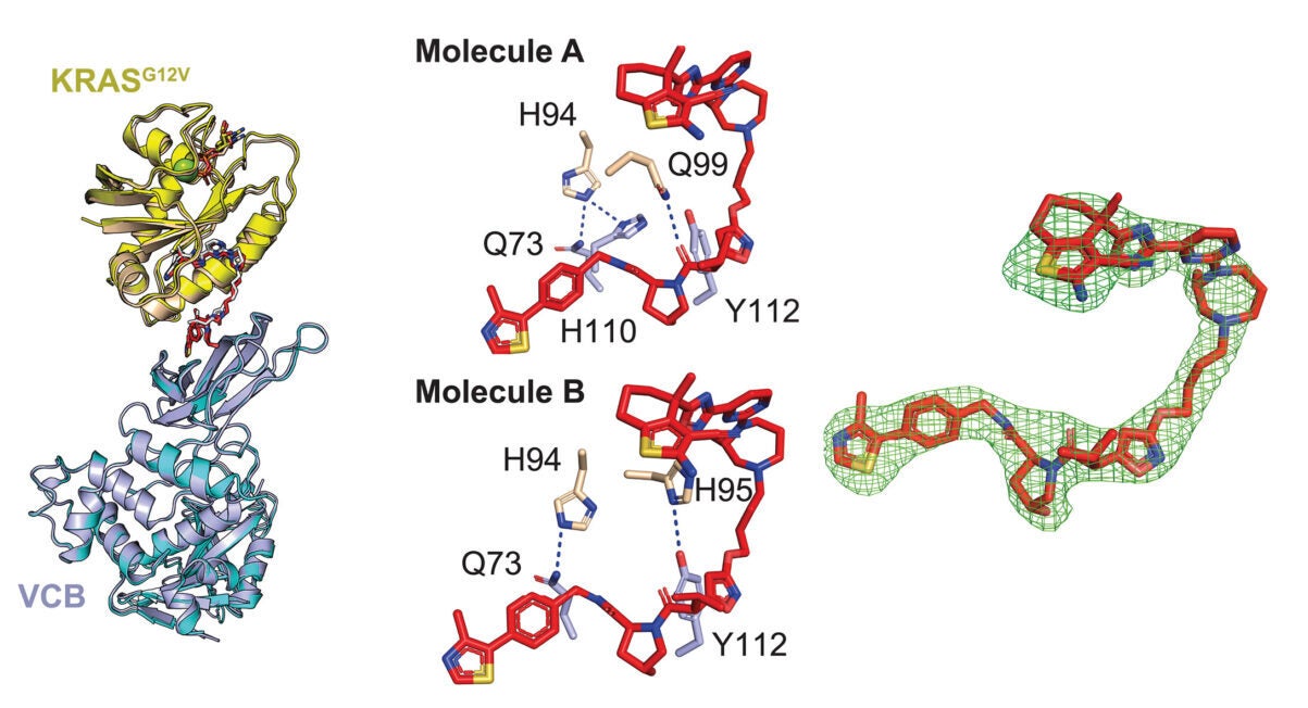 Targeting of all major oncogenic KRAS alleles and sustained pathway engagement with rapid degraders.