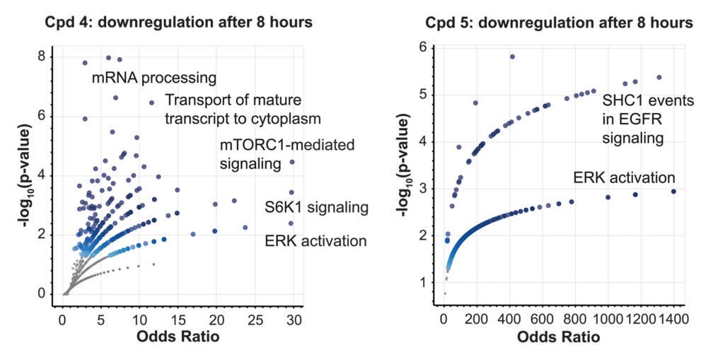 Volcano plots of combined gene set enrichment analyses of phospho-proteome changes induced by (left) compound 4 or (right) compound 5 in NCI-H358 and GP2d cells at 8 hours.