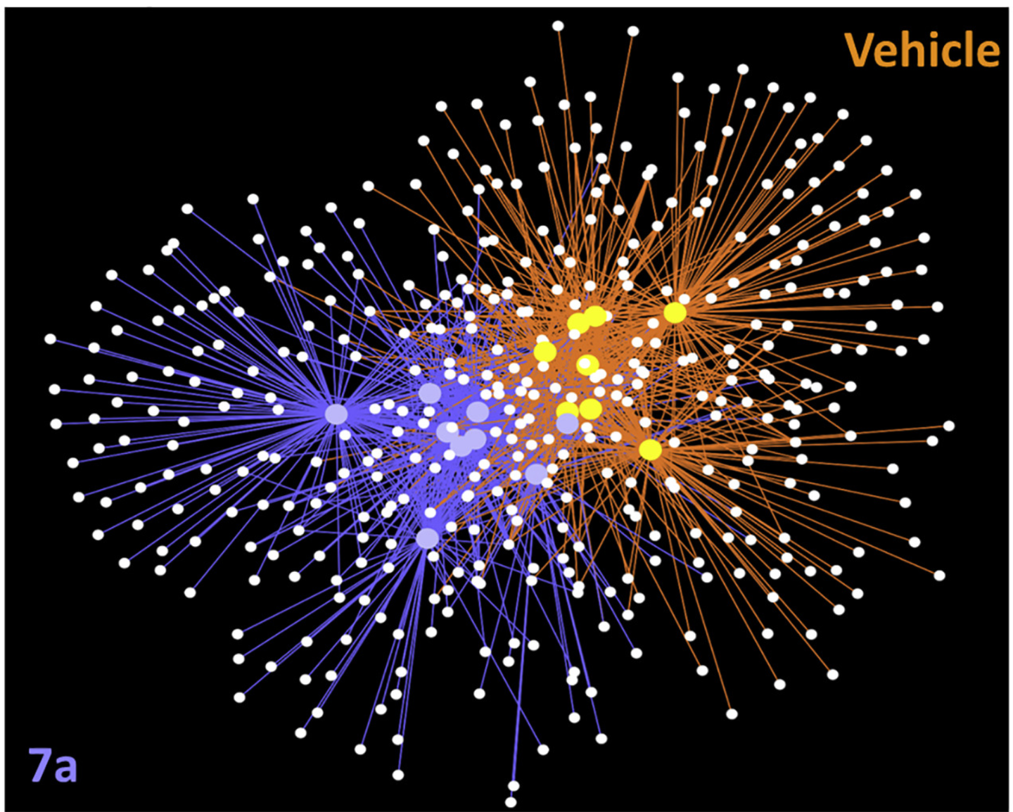 The network plot generated in Cytoscape 3.8.2 indicates a clear partition between vehicle and 7a samples. Small white dots represent ASV, yellow dots represent vehicle samples, purple dots represent 7a samples, and edges represent the interaction between sample and ASV and are colored based on sample type.