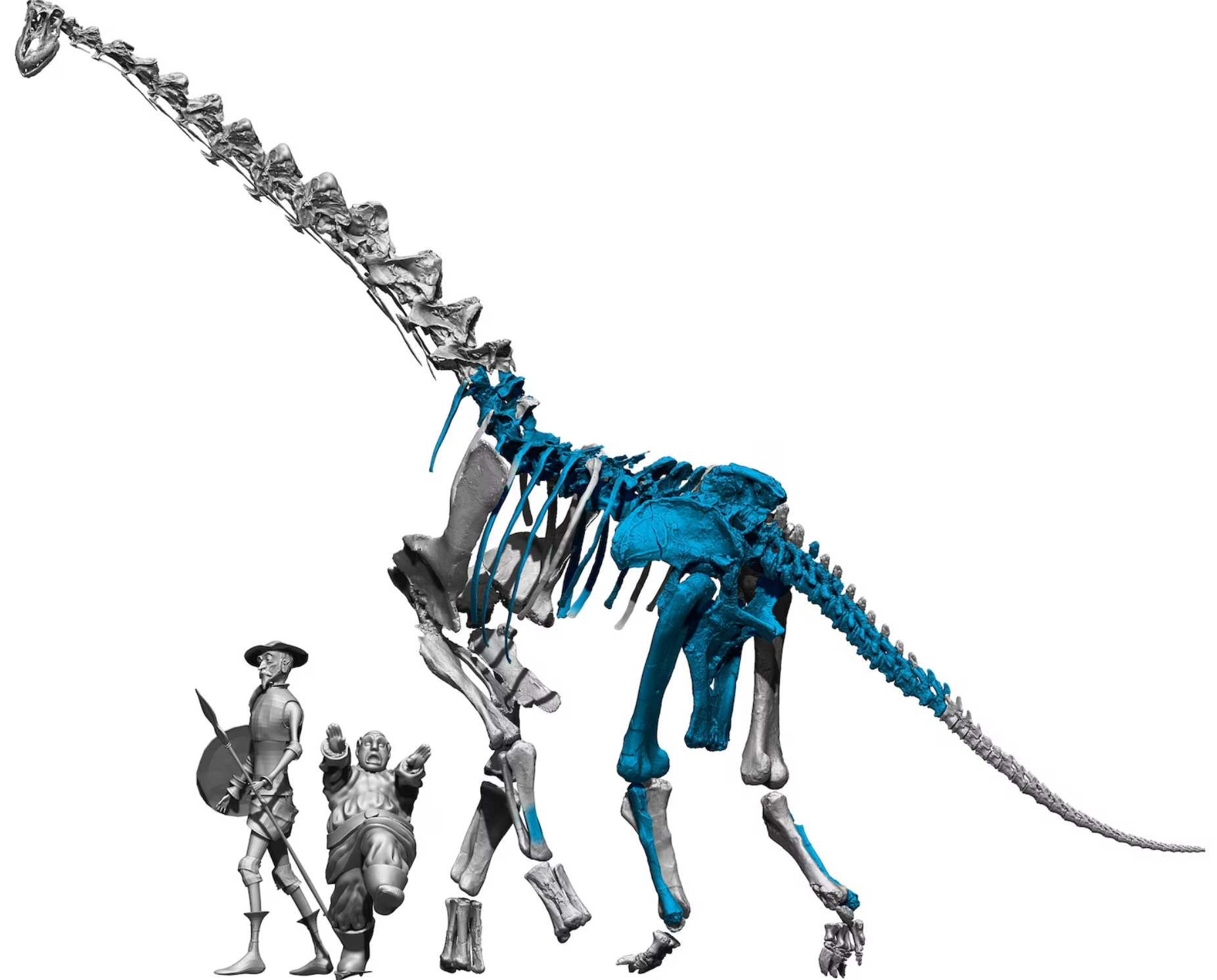 Relative size of a new species of titanosaur, Qunkasaura pintiquiniestra discovered near Cuenca, Spain.