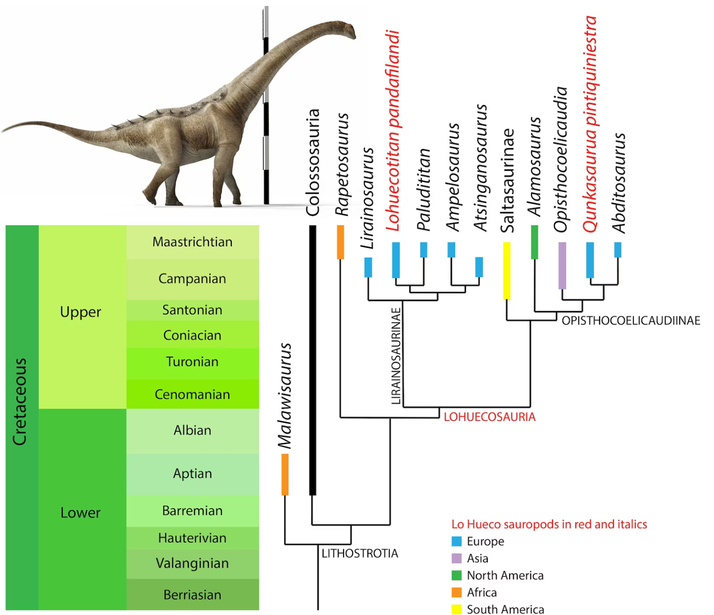 A new species of titanosaur -- a type of large, long-necked dinosaur -- has been discovered near Cuenca, Spain.