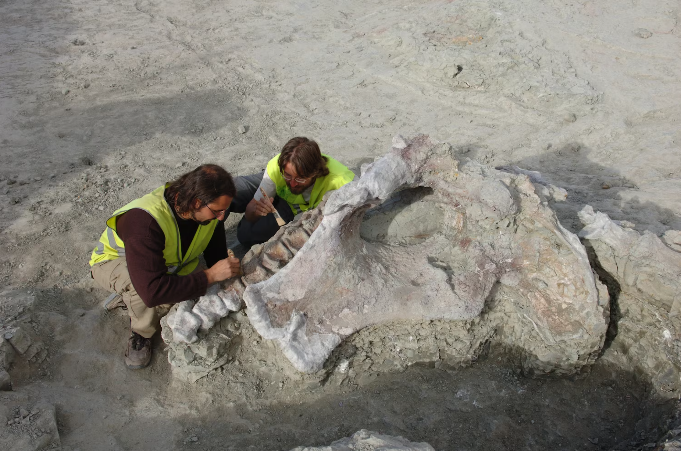 A new species of titanosaur, Qunkasaura pintiquiniestra, has been identified after a skeleton was discovered near Cuenca, Spain. 