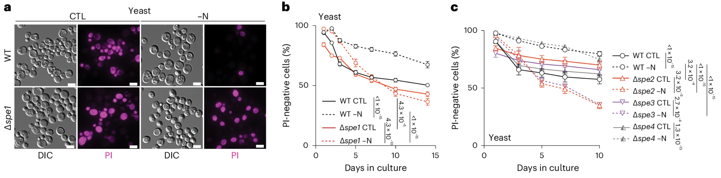 Intermittent fasting-mediated lifespan extension depends on SPD synthesis.