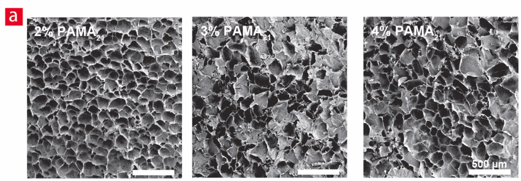 Scanning electron microscopy (SEM) of the 2, 3 and 4% PAMA21 hydrogel variants developed herein.