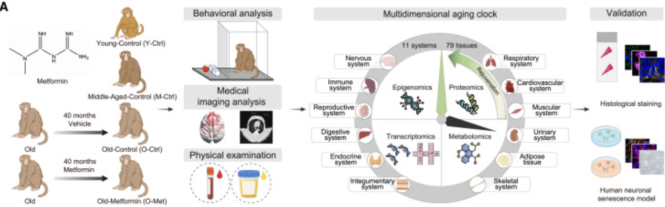 High-precision aging clocks at the single-cell level demonstrated that the biological age of neural cells in the brain and hepatocytes in the liver was reduced by approximately five to six years