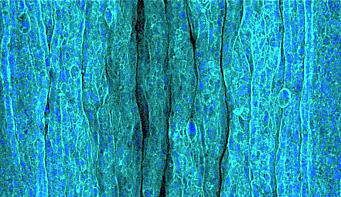 An epithelial tissue model entirely composed of human epithelial cells and extracellular matrix (ECM).
