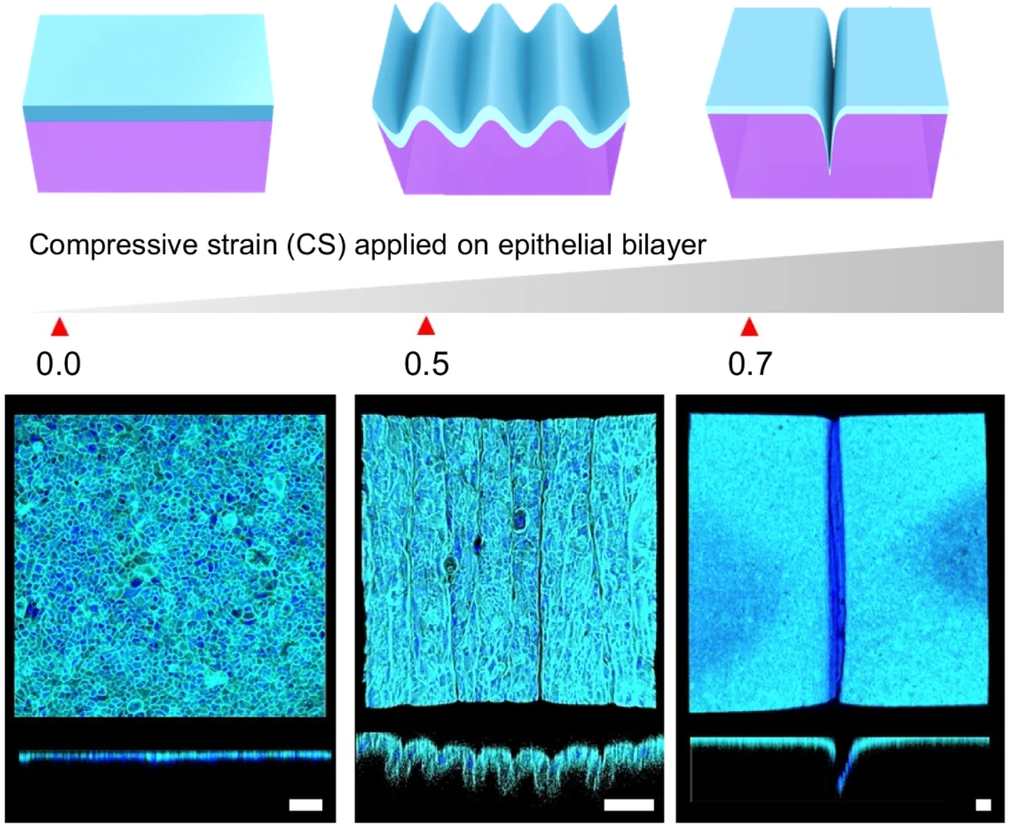  Compressive strain (CS)-dependent structural change of epithelial bilayer at CR = 0.05 mm s-1