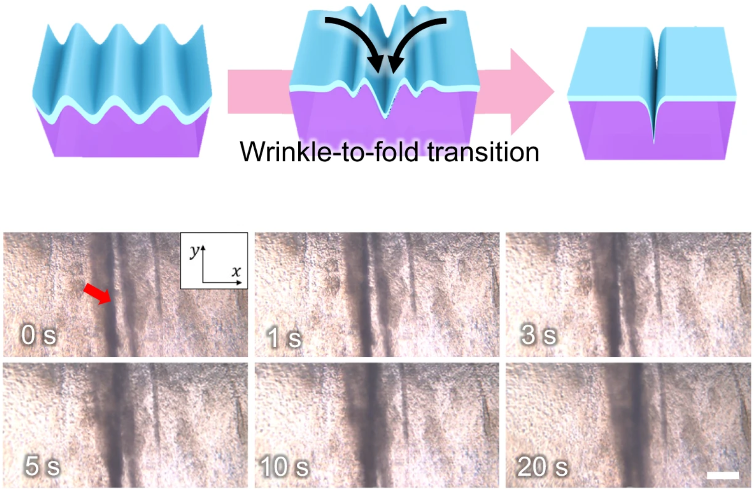Schematic illustration of wrinkle-to-fold transition of epithelial bilayer and microscopic time-lapse images showing wrinkle-to-fold transition at CS = 0.7.