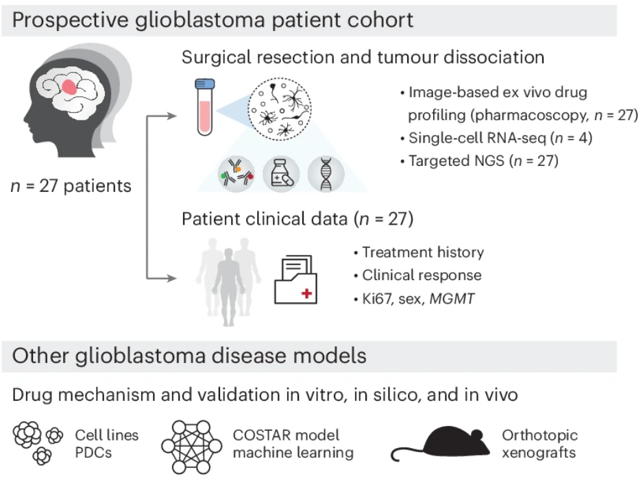 Prospective multimodal profiling of a glioblastoma patient cohort (n = 27 patients) and diverse glioblastoma disease models. Patient numbers are indicated per data type.