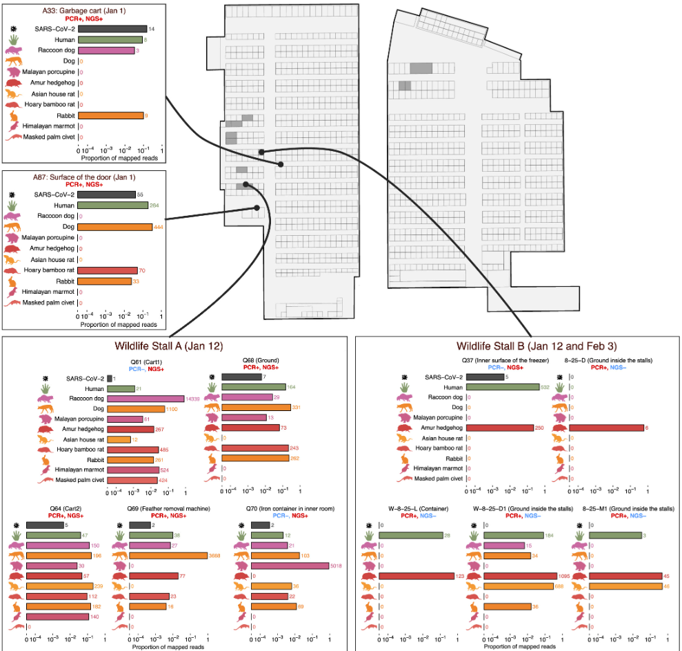 Overview of the SARS-CoV-2-positive samples and the animal mtDNA detection in SARS-CoV-2-positive samples