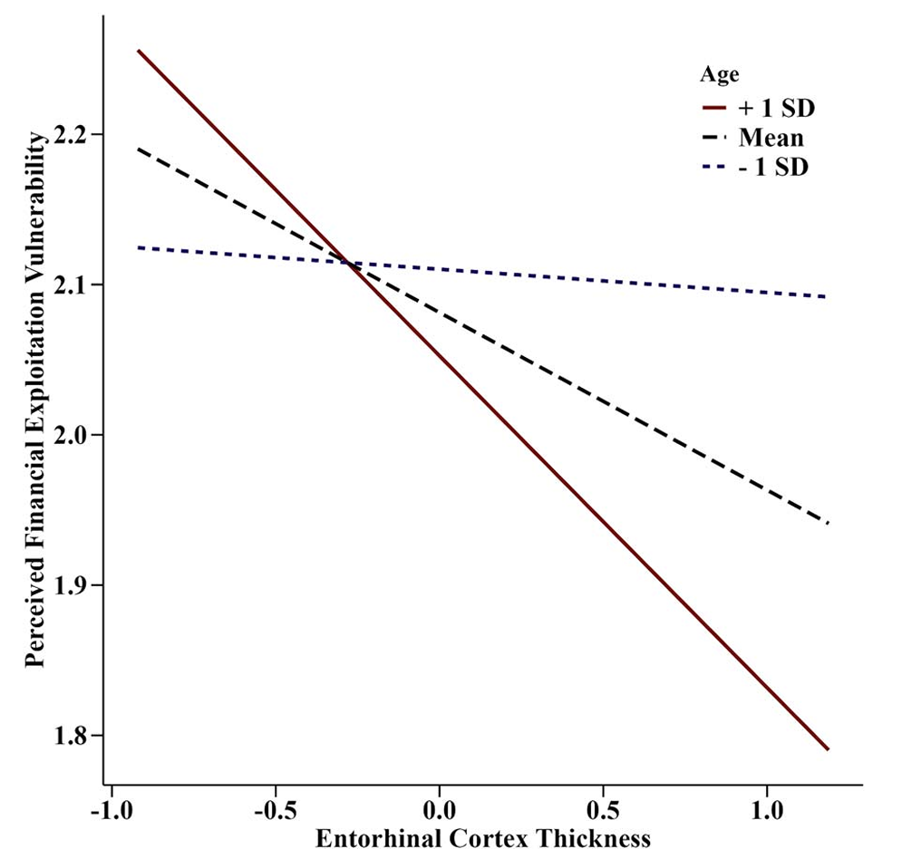 There is a significant interaction between age and bilateral entorhinal cortex thickness on perceived financial exploitation vulnerability, whereby lower entorhinal cortex thickness is more strongly associated with greater perceived financial exploitation vulnerability in older participants