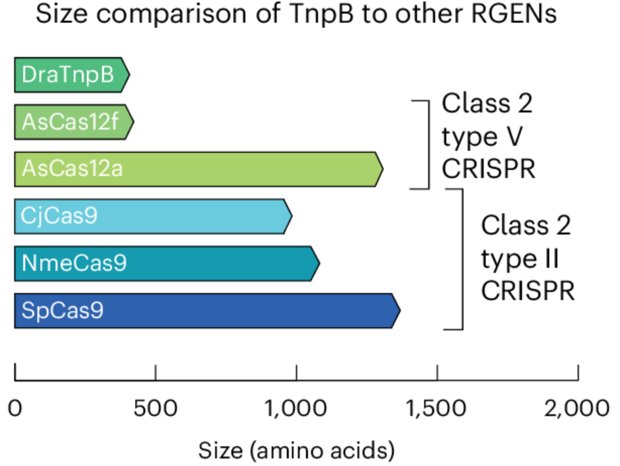 DNA cleavage and base editing in mammalian cells with TnpBmax.