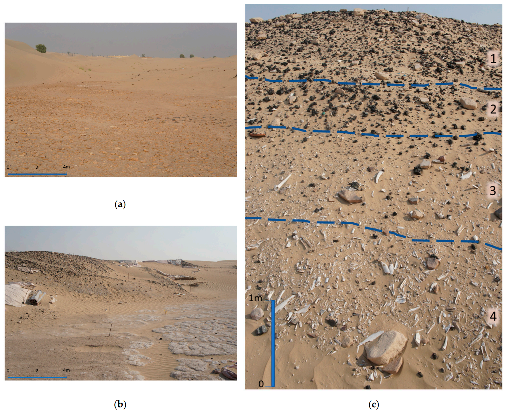 The basic stratigraphy of the study area consisting of the geological bedrock of the Barzaman Formation and the overlying longitudinal dune ridges. Prosopis cineraria trees, also known as Ghaf, can be seen in the interdunal area 