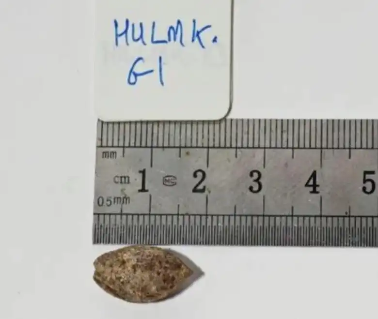 The seed before planting.