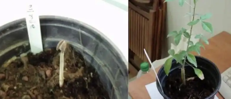 The plant at 5 and 6 months after germination.