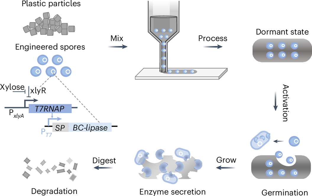 Design of the living plastics.