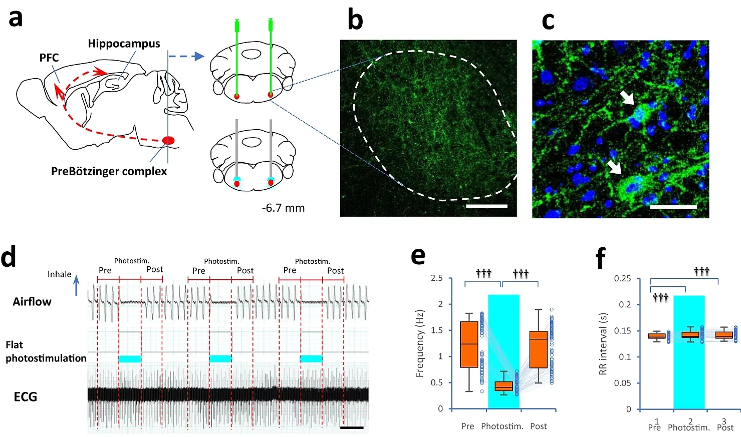Drawings showing the PreBötzinger complex (PreBötC), prefrontal cortex, and hippocampus. AAV-Ef1α-DIO-hChR2(H134R)-EYFP was injected bilaterally into the PreBötC (6.70 mm caudal to bregma, red) in Vgat-Cre+ mice and fiber-optic cannulas were placed bilaterally in the dorsal region. 
