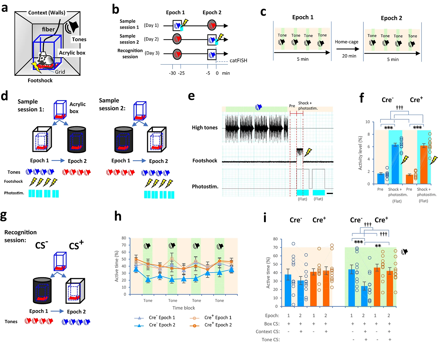 Drawings (adapted from ref. 33) and diagrams showing a transparent acrylic box surrounded by walls (a) and the conditioning paradigm (b, see “Methods”). c Each epoch alternated between offset time blocks (light orange zone) and onset time blocks (tones, light green zone).