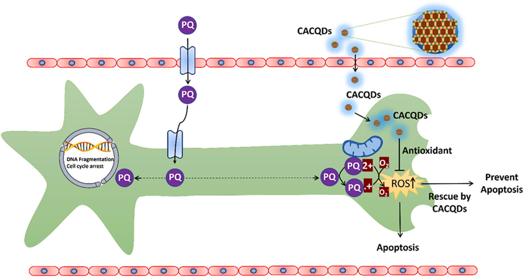 The application of caffeic acid derived Carbon Quantum Dots (CACQDs) to mitigate oxidative stress induced by paraquat.
